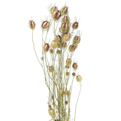 Floristik24 Nigella dried flower Jungfer im Grünen dry floristry 24-45cm 20g