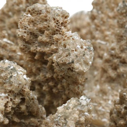 Floristik24 Maritime decoration, sea animal, decoration coral polyresin 13.5x11.5cm