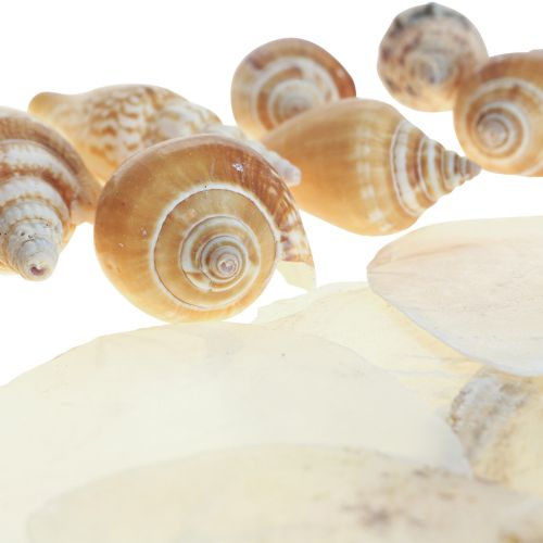 Product Capiz mussels snail shell decoration maritime brown white 600g