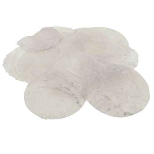 Floristik24 Capiz shells mother-of-pearl discs maritime decoration Ø7cm 600g