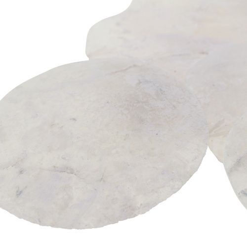 Floristik24 Capiz shells mother-of-pearl discs maritime decoration Ø7cm 600g