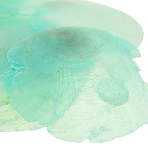 Floristik24 Capiz shells, capiz discs, mother-of-pearl discs turquoise 6.5–9.5cm 650g