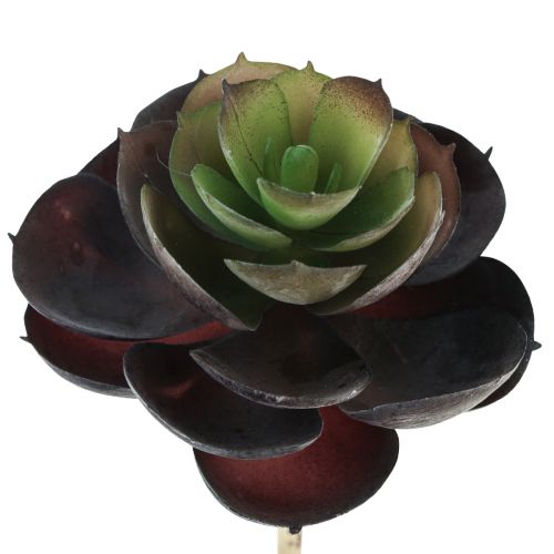 Floristik24 Succulent Echeveria Artificial Green Plants Ø7cm 12cm 6 pcs