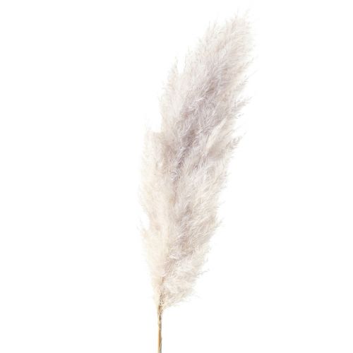 Floristik24 Pampas grass decoration dried natural dry floristry 100cm