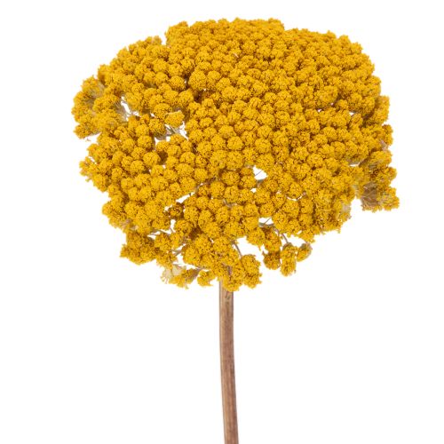Achillea Natur Gelb Yarrow Dried Flowers Yellow 1kg buy online | Floristik24.ie