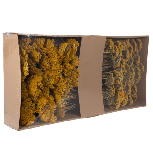 Achillea Natur Gelb Yarrow