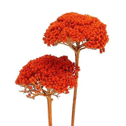 Floristik24 Achillea Orange Dried Flowers Yarrow 45-60cm 1kg