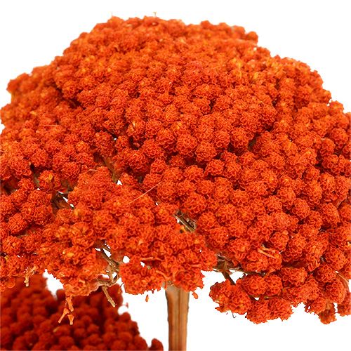 Floristik24 Achillea Orange Dried Flowers Yarrow 45-60cm 1kg