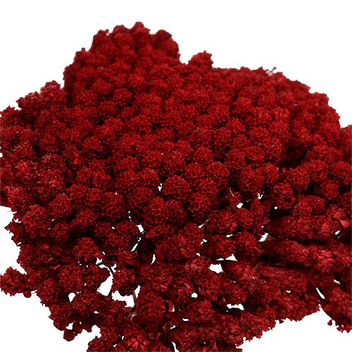Product Achillea 1kg Wine Red
