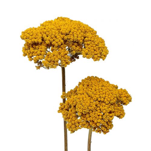 Achillea 500g Natural