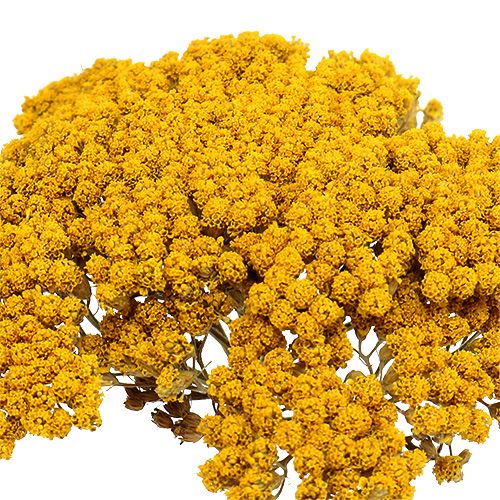 Product Achillea 1kg Natural
