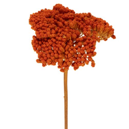 Achillea Orange dried flowers, yarrow, 45-60cm, 1kg buy online | Floristik24.ie