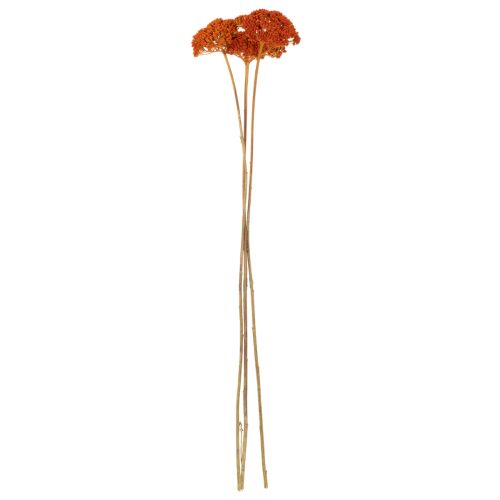 Achillea Orange dried flowers,