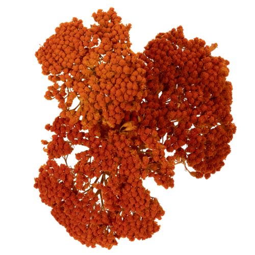 Achillea Orange dried flowers,