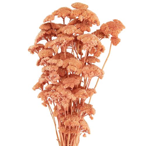 Product Achillea Yarrow dried meadow flowers salmon 40-50cm 80g