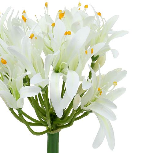 Floristik24 Agapanthus white 78cm 1pc