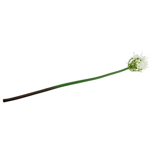 Floristik24 Agapanthus white 78cm 1pc