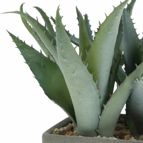 Floristik24 Succulent agave in a pot H17cm