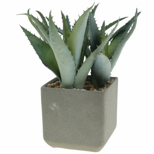 Succulent agave in a pot H17cm