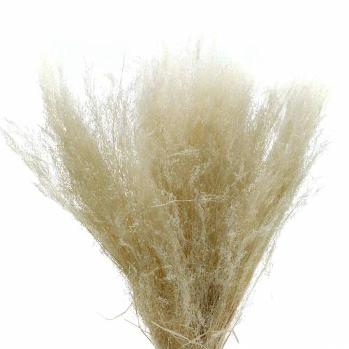 Floristik24 Dried grass Agrostis bleached 40g