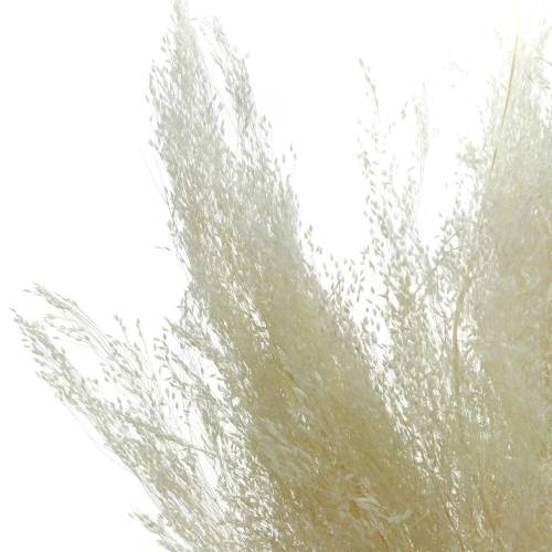 Floristik24 Dried grass Agrostis bleached 40g