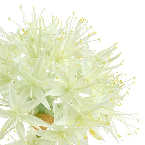 Floristik24 Allium cream white L76cm