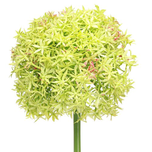 Product Allium green flower artificial ornamental onion Ø18cm 90cm