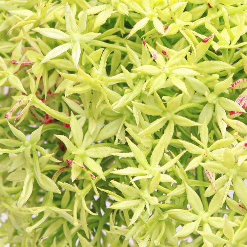 Product Allium green flower artificial ornamental onion Ø18cm 90cm