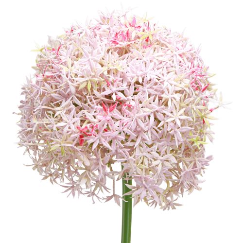 Product Allium with pink flower ornamental onion artificial Ø18cm L90cm
