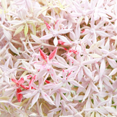 Product Allium with pink flower ornamental onion artificial Ø18cm L90cm