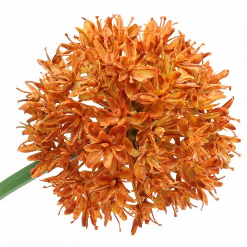 Floristik24 Ornamental onion Allium artificial orange Ø7cm H58cm 4pcs