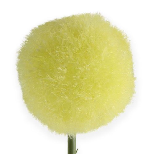 Product Allium yellow 68cm