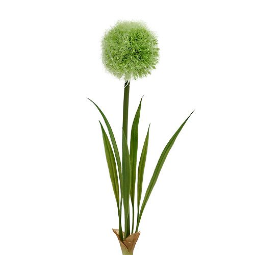 Floristik24 Allium green L37.5cm 4pcs