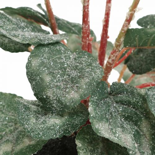 Floristik24 Cyclamen in cream 28cm