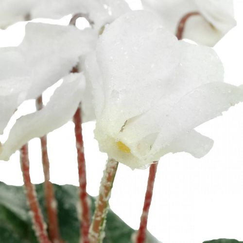 Floristik24 Cyclamen in cream 28cm