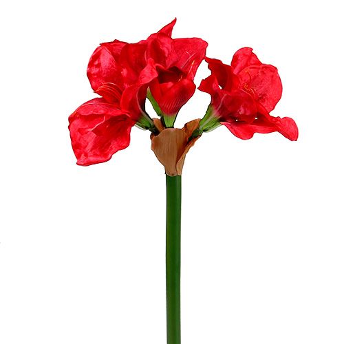 Floristik24 Amaryllis dark red 72.5cm