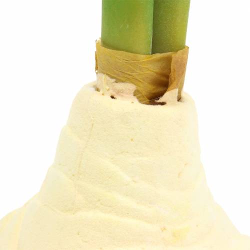 Floristik24 Amaryllis tuber with buds Artificial white H30cm