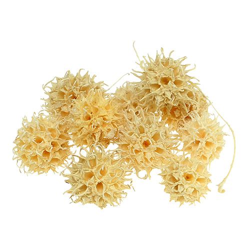 Product Bleached Star gum Seedpods Dried décor Ø2-4cm 250g