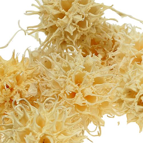 Product Bleached Star gum Seedpods Dried décor Ø2-4cm 250g