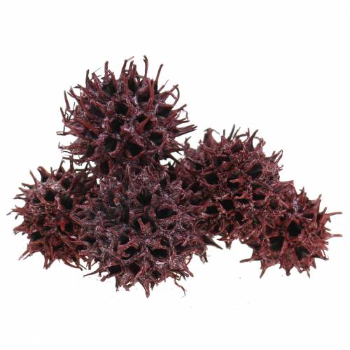 Floristik24 Sweetgum cones red frosted 250g