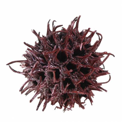 Floristik24 Sweetgum cones red frosted 250g