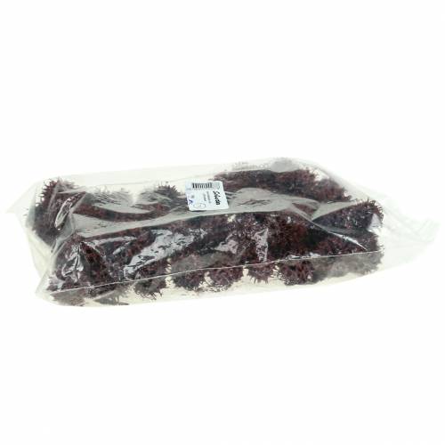 Sweetgum cones red frosted