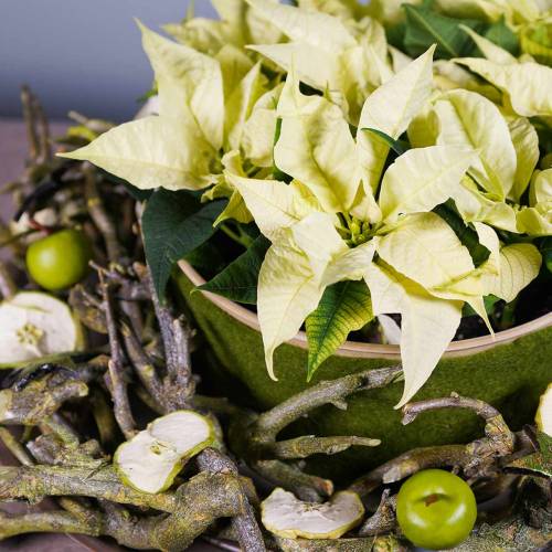 Floristik24 Apple Ø5.5cm green 12pcs