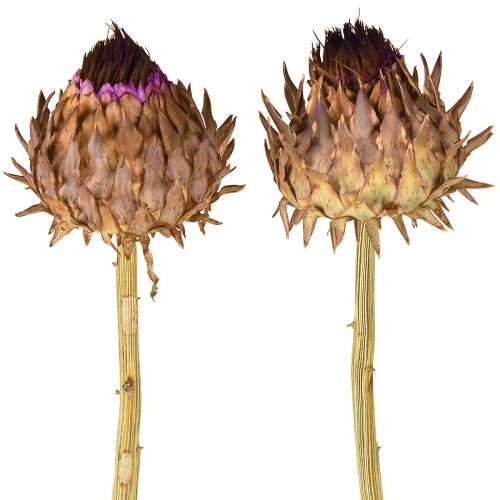 Artichoke blossom dried artichoke Cynara Ø9cm 16 pcs