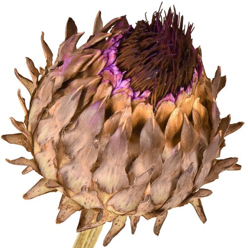 Product Artichoke blossom dried artichoke Cynara Ø9cm 16 pcs