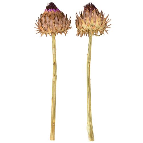 Product Artichoke blossom dried artichoke Cynara Ø9cm 16 pcs