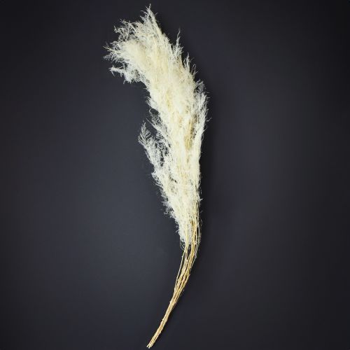 Product Asparagus Dried Grasses Ornamental Asparagus Cream 90cm 5 pcs