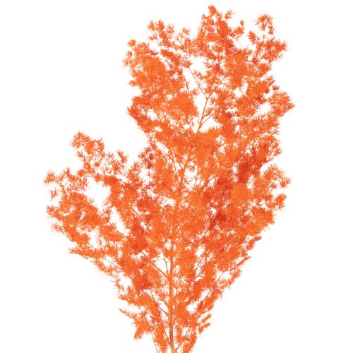 Dried Asparagus Flowers Branch Ornamental Asparagus Dyed 65cm 80g buy online | Floristik24.ie