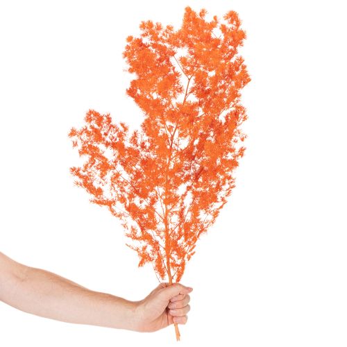 Dried Asparagus Flowers Branch Ornamental Asparagus Dyed 65cm 80g | Floristik24.ie