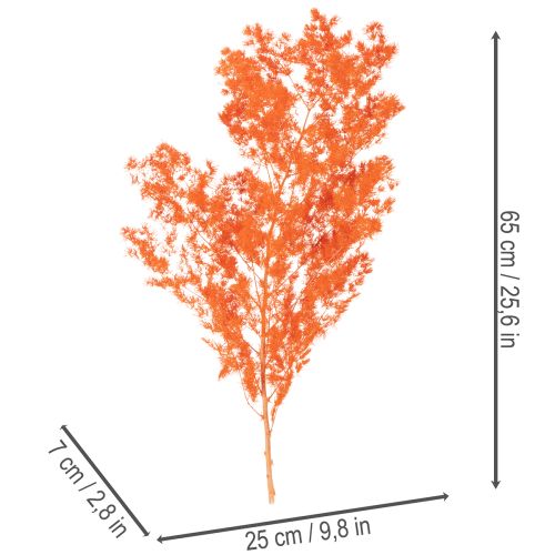 Dried Asparagus Flowers Branch Ornamental Asparagus Dyed 65cm 80g | Floristik24.ie